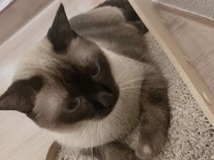 -有猫主题·治愈系猫咖(曾厝垵店)