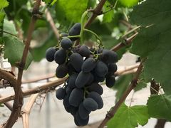 -金谷域澳洲庄园