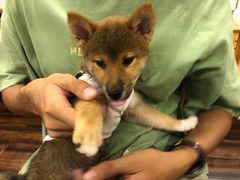 -豆柴町-柴犬主题狗咖(红鼎国际C座店)