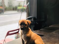 -NokNok Coffee(宽窄巷子店)
