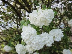 -墨尔本皇家植物园