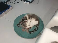 -糯米喵星人·撸猫猫舍咖啡馆(西市场嘉华店)