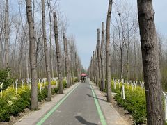 -合肥滨湖国家森林公园