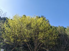 -佛慧山