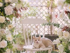 -INSDREAM FLOWER 鲜花预定·花艺培训
