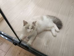 -袖虎猫馆(十亩地店)