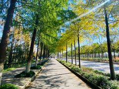 -上海长兴岛郊野公园