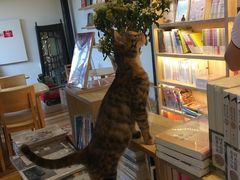 -猫的天空之城概念书店(杭州南宋御街店)