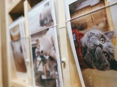 -猫的天空之城概念书店(印象城购物中心店)