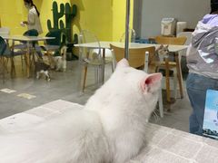 -吉丁鸟咖·异宠·寄养