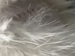 -泰洋动物医院·神经专科·磁共振·CT(天河公园总院)