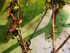 -上海大自然野生昆虫馆(东方明珠·爬宠昆虫探索中心)