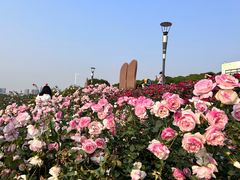 -立新湖公园