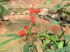 -广州长隆飞鸟乐园