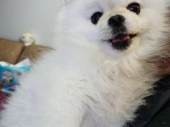 -爱侣宠医·鹦鹉专科·小型哺乳类·异宠专科(灵石路店)