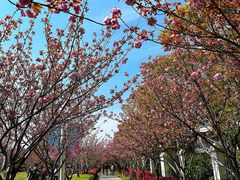 -高东镇樱花园