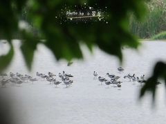 -大湾区中央湿地公园