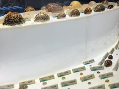 -贝壳梦幻世界