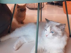 -飞行喵MR PILOT|猫舍·猫咖(静安大融城店)