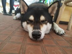 -柴犬高等学院·狗咖·柴犬售卖·宠物训练