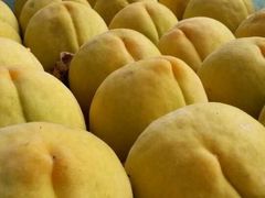 -樂桃源奉贤黄桃种植采摘基地