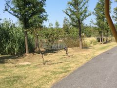 -上海长兴岛郊野公园