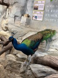 -Zoolung Zoolung动物主题公园(海信广场店)