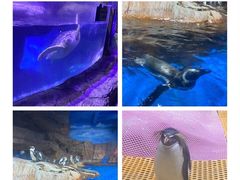 -海合安武汉极地海洋公园