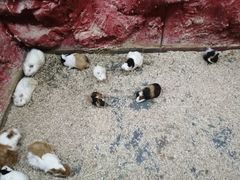 -上海大自然野生昆虫馆(东方明珠·爬宠昆虫探索中心)