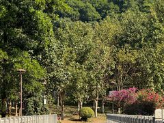 -深圳仙湖植物园