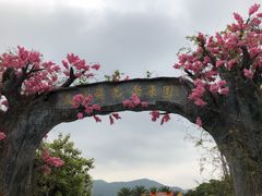 -天适樱花悠乐园