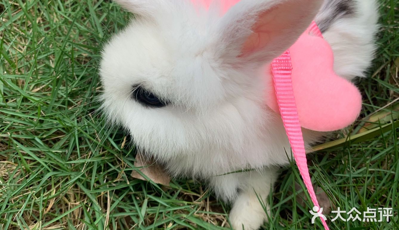 妈妈带本兔兔出来玩啦～ 好开心哦   附带本兔兔几张