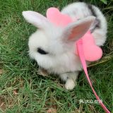 妈妈带本兔兔出来玩啦～ 好开心哦   附带本兔兔几张