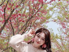 -合肥滨湖国家森林公园