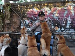 -柴犬高等学院·狗咖·柴犬售卖·宠物训练