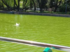 -团结湖公园