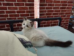 -猫十亿·布偶金渐层·曼基康矮脚猫舍(青年路店)