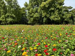 -上海共青森林公园