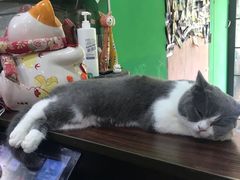-李小姐の猫咖啡馆(五角场店)