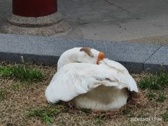 -龙华寺