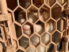 -瑞派长江宠物医院·猫科·外科·24小时夜护(谊城公寓分院)