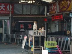-中环花鸟鱼虫市场