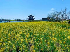-杭州湾海上花田景区