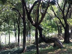 -玉树公园