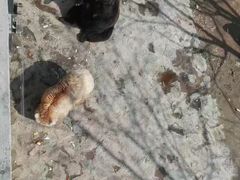 -石家庄市动物园