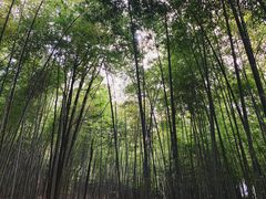 -广州市石门国家森林公园