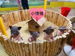 -七巧国萌宠乐园(龙湖天街店)