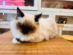 -楼上猫咖(罗湖店)