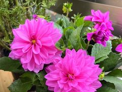 -双季花艺园艺市场(浦东店)