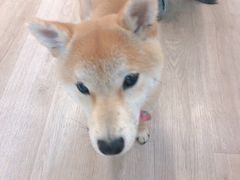 -柴迷FANS CLUB·柴犬狗咖·猫咖